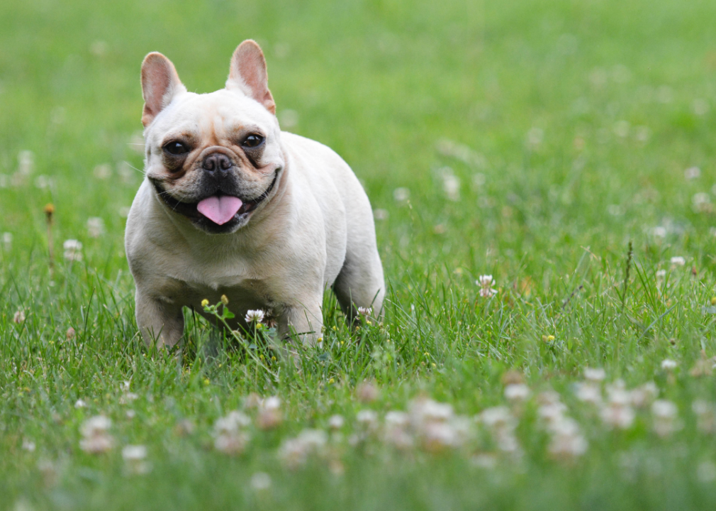 #1. French bulldog